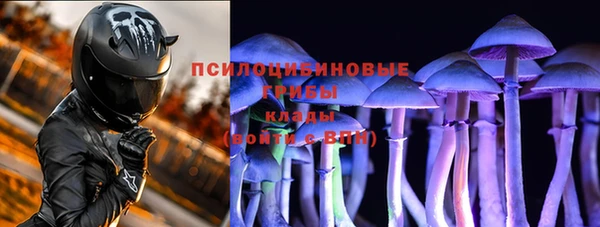 прущие грибы Елабуга