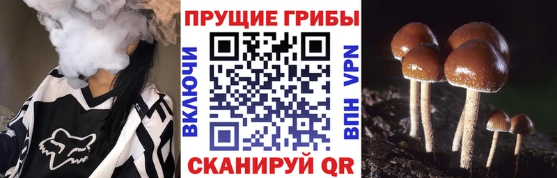 Псилоцибиновые грибы мицелий hydra как войти Реж купить наркотики сайты
